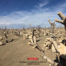 لوگوی باغ سنگی سیرجان