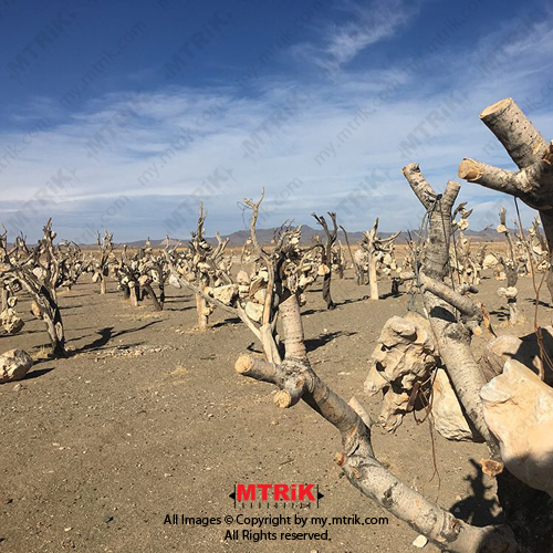 لوگوی باغ سنگی سیرجان